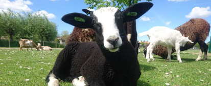kinderboerderij-algemeen_header.png